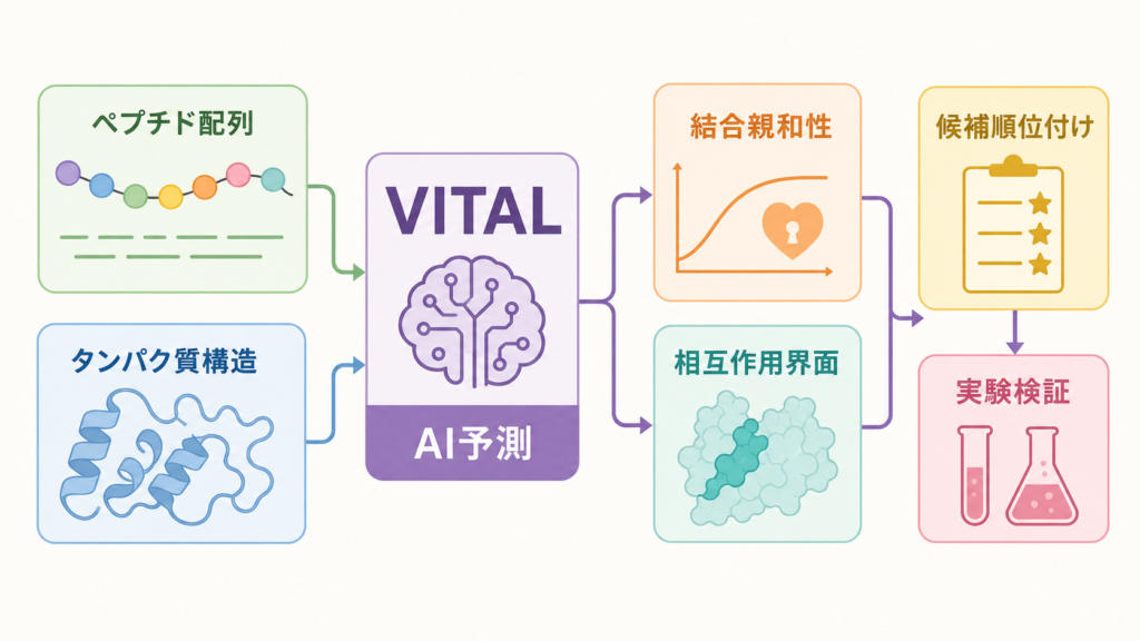 VITALによるペプチドとタンパク質の結合予測を示す図解