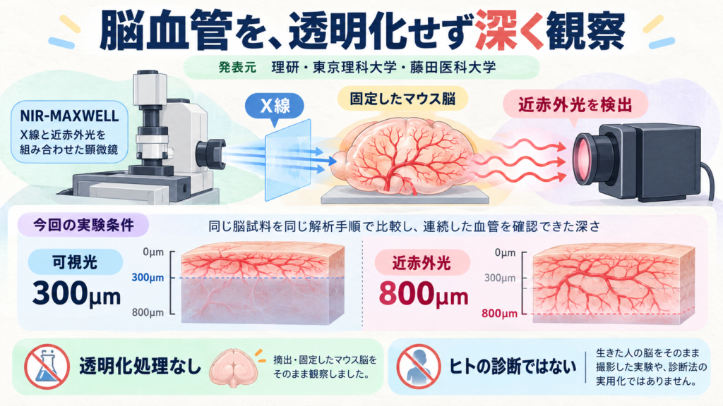理研などのNIR-MAXWELL。X線で蛍光体を光らせ、固定したマウス脳の血管から近赤外光を検出。実験で可視光300µmと近赤外光800µm。透明化なし、ヒト診断ではない。